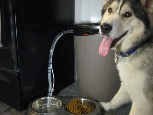 automatic-pet-water-dish-filler
