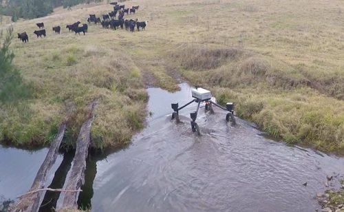 SwagBot is Herding Australian Cattle